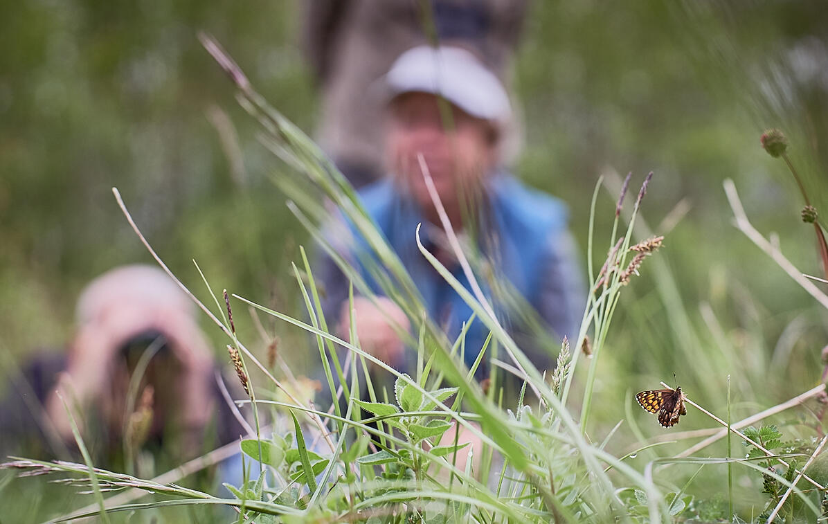 Watching rare butterflies