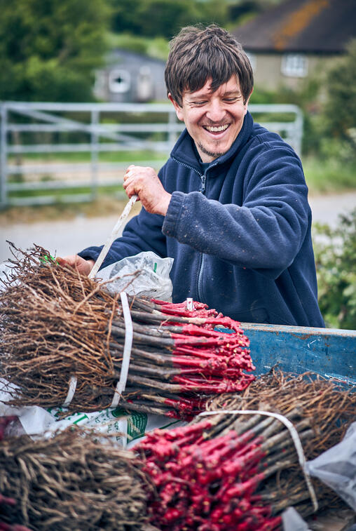 Preparing vines for planting