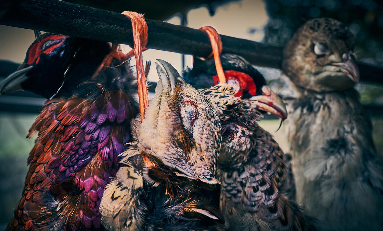 Hanging pheasants