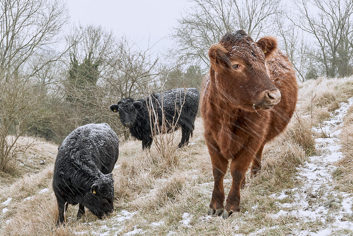 Dexter cattle in snow