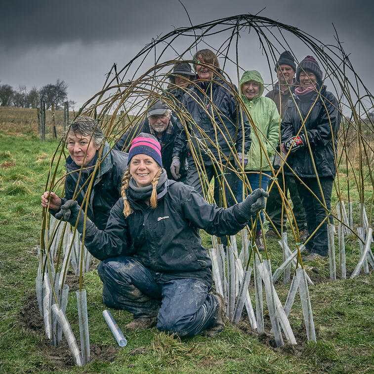 Building a willow dome