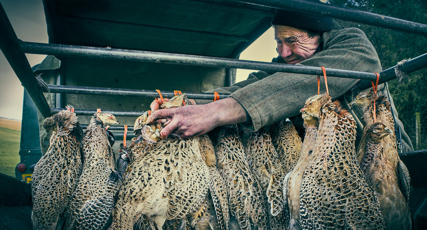 Hanging dead pheasants