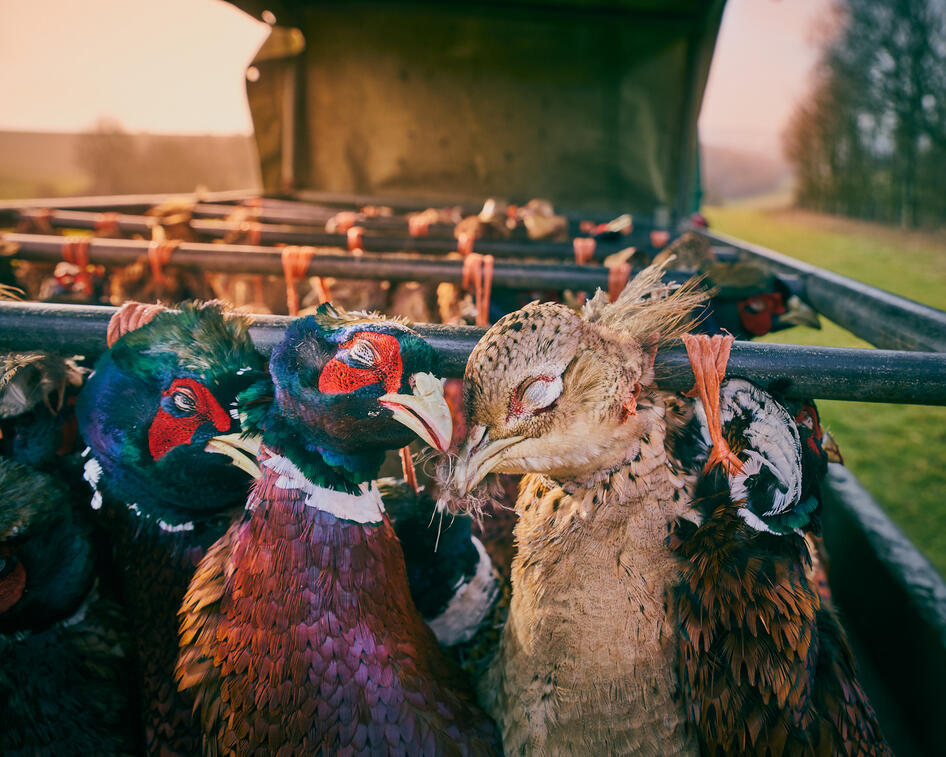 Hanging shot pheasants