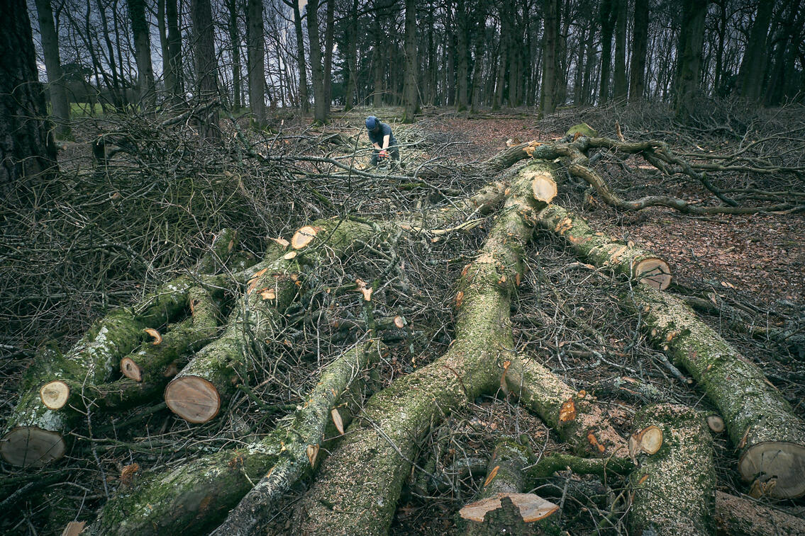 Felling an oak tree