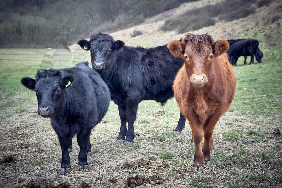 Dexter cattle