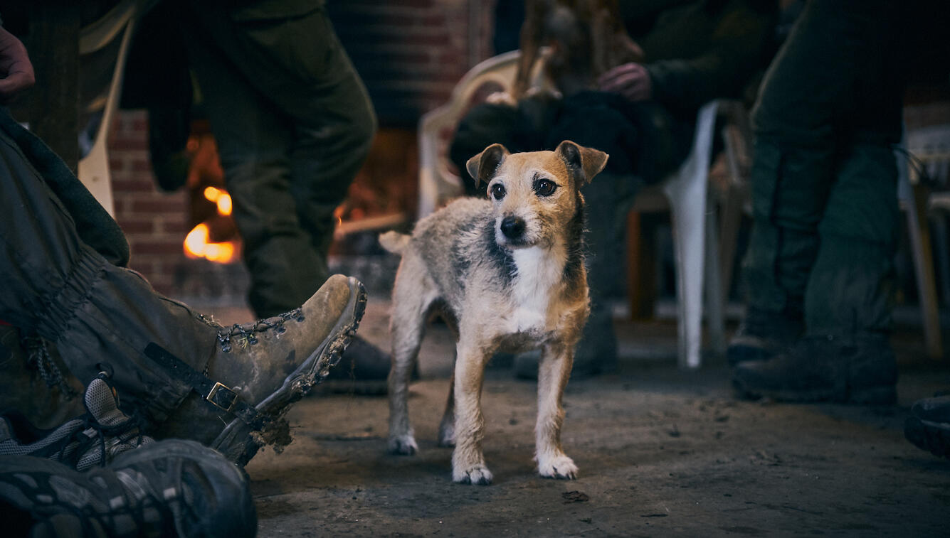 Terrier dog on a pheasant shoot