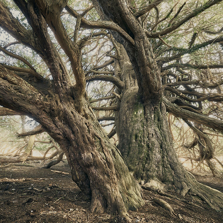 Yew Trees
