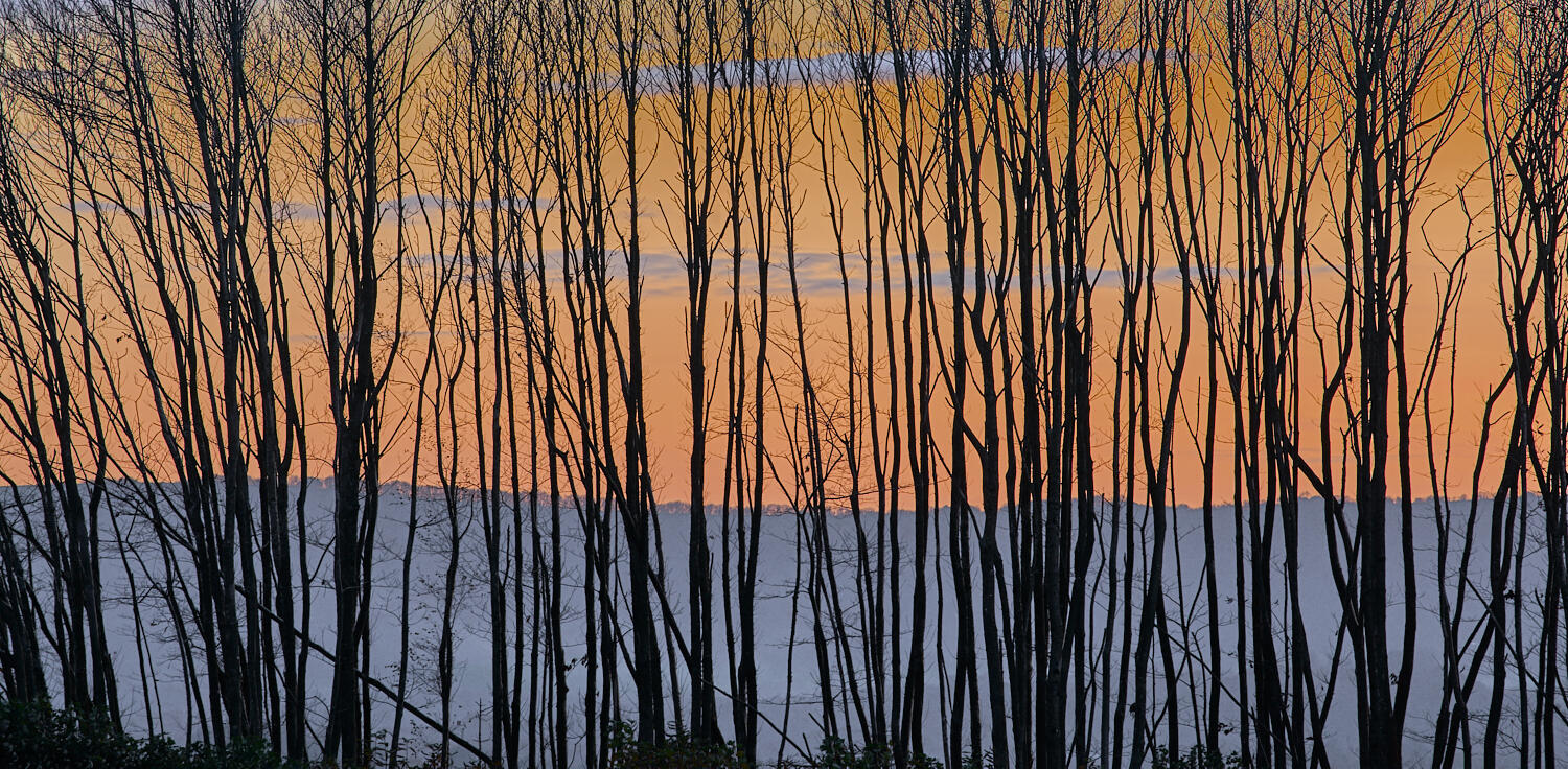 Tree silhouette