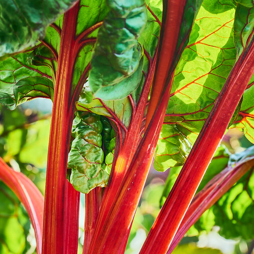 Swiss Chard Close Up