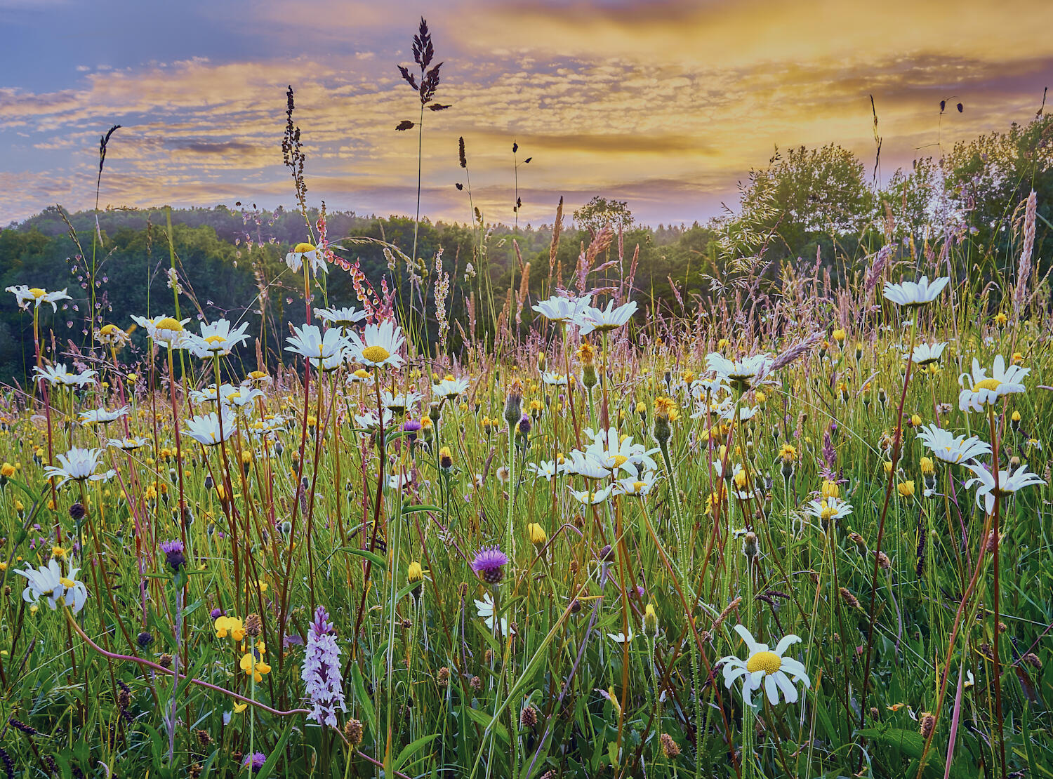 Wild Flower Meadow, The Sussex High Weald