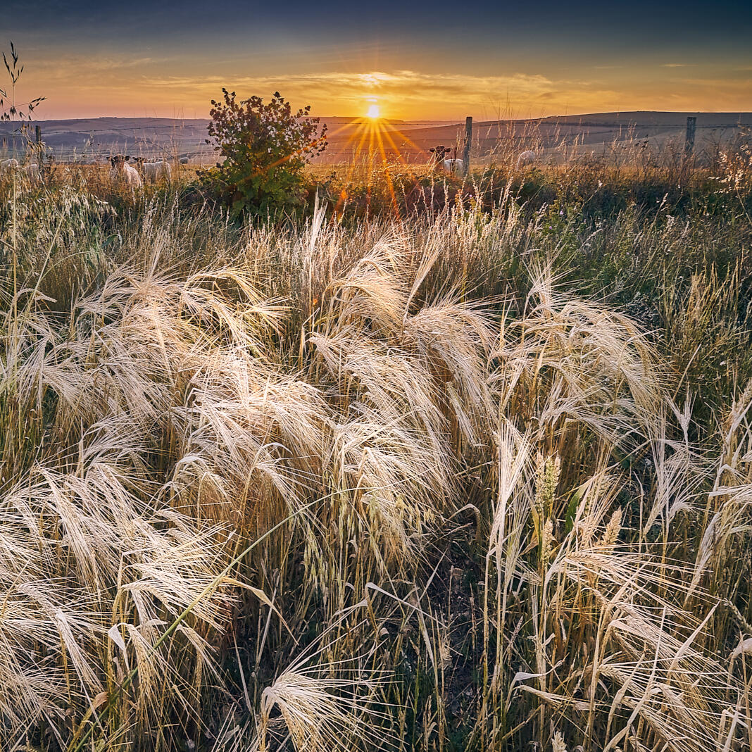 Barley Field at Sunset