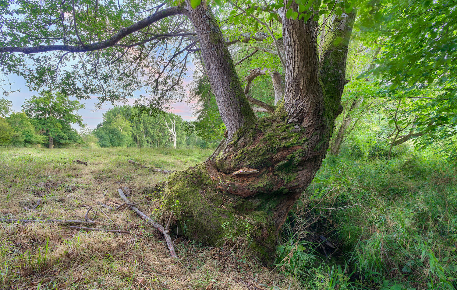 Ancient Sallow tree, Wiston West Sussex