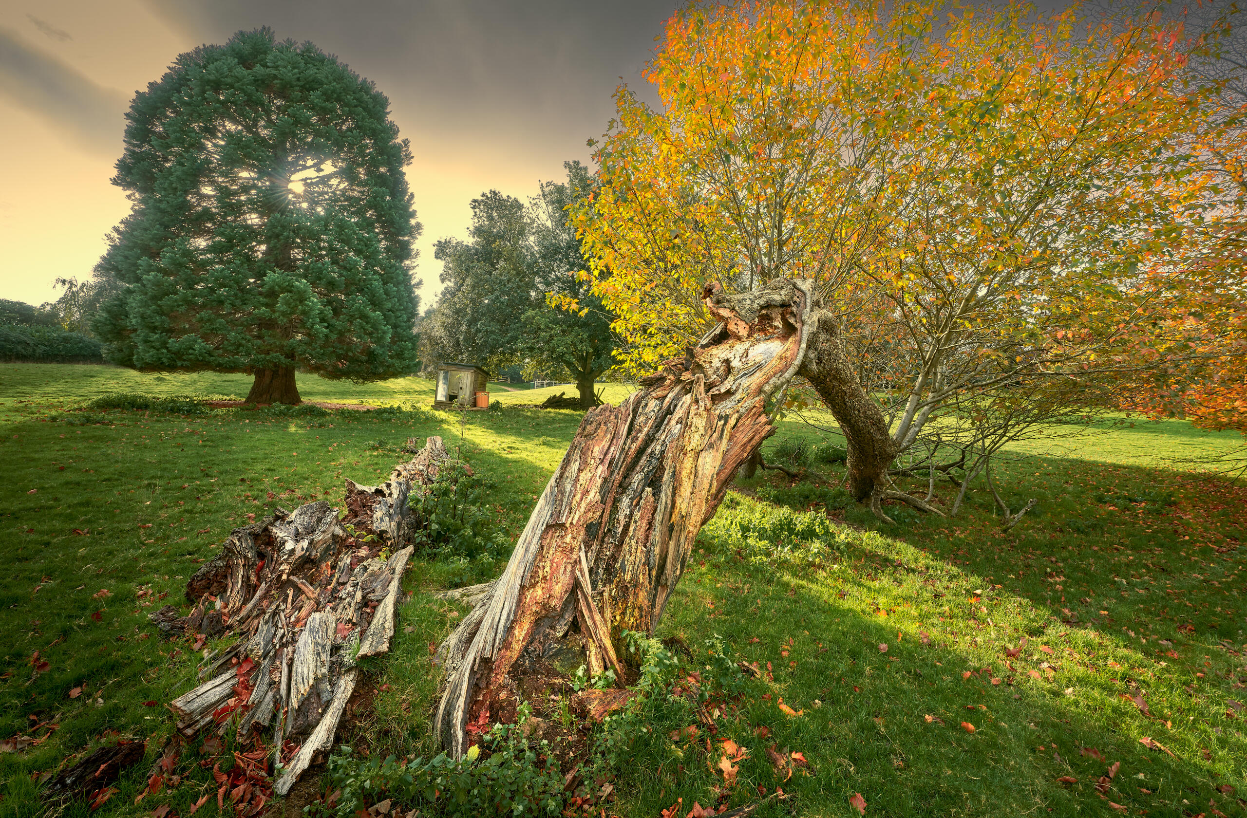 Wild Service Tree, Udimore