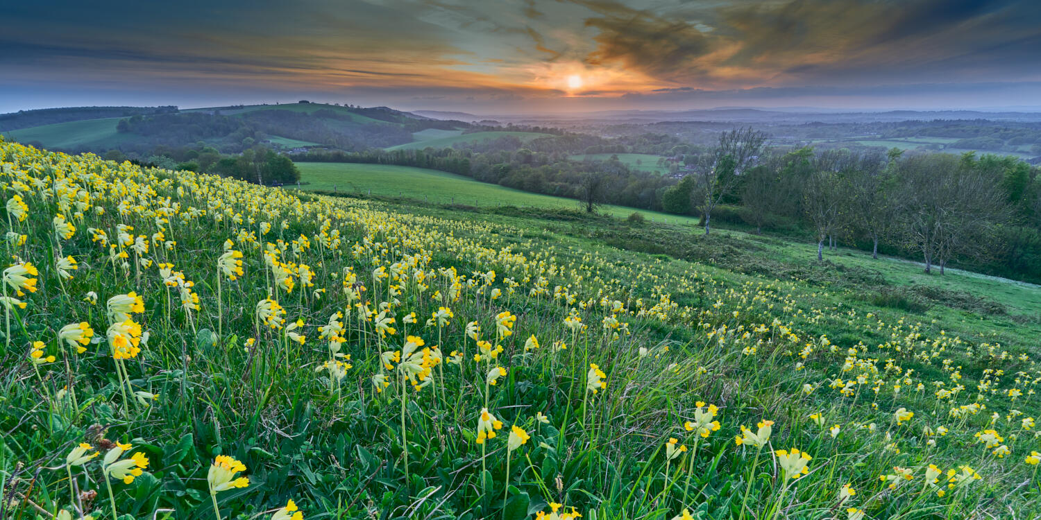 Cowslip Field, Washington, West Sussex