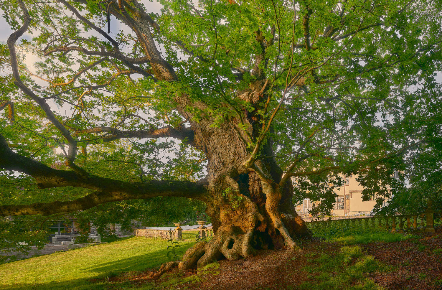 The Wyllie Oak - an ancient oak tree in East Sussex
