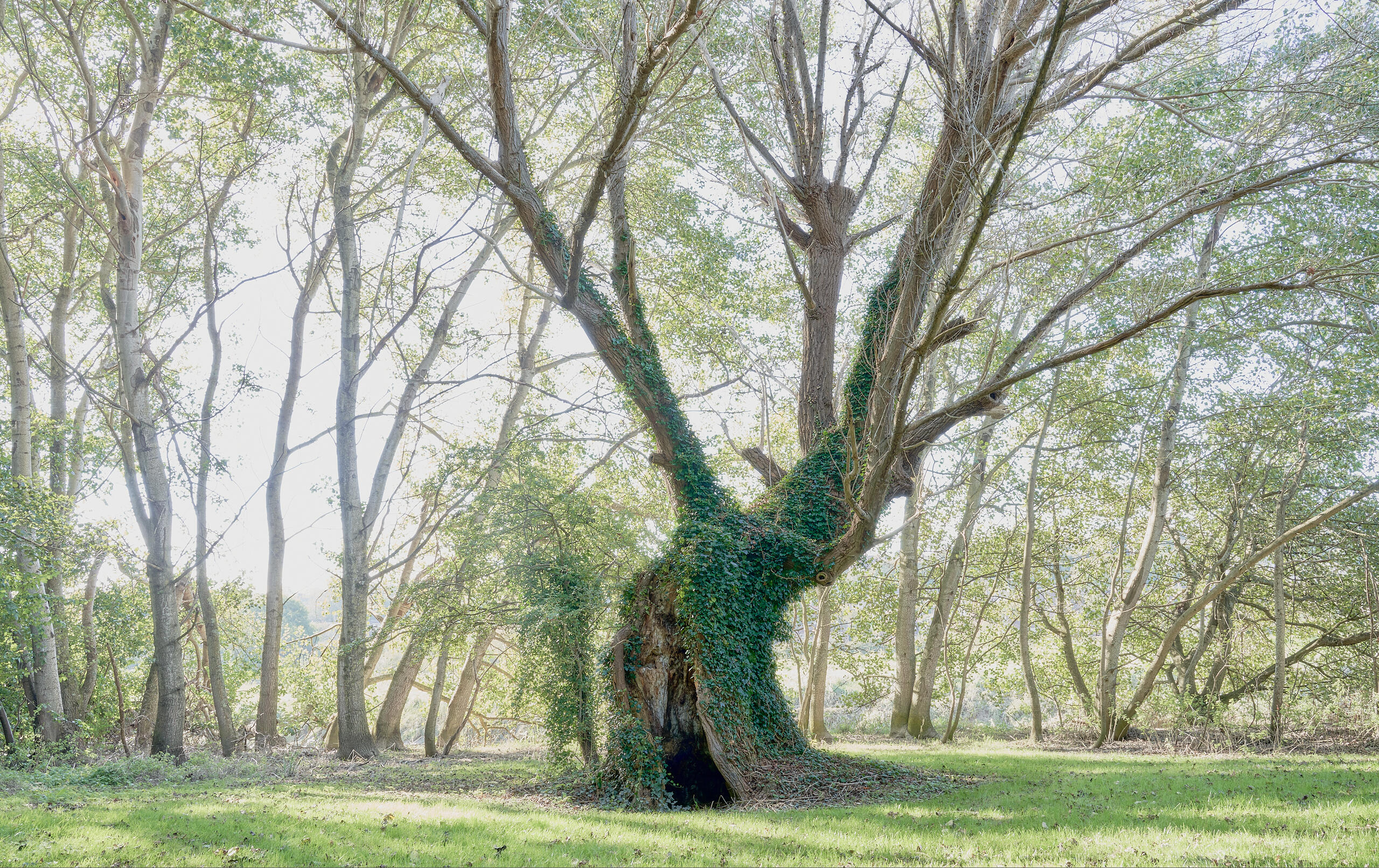 Wild Black Poplar